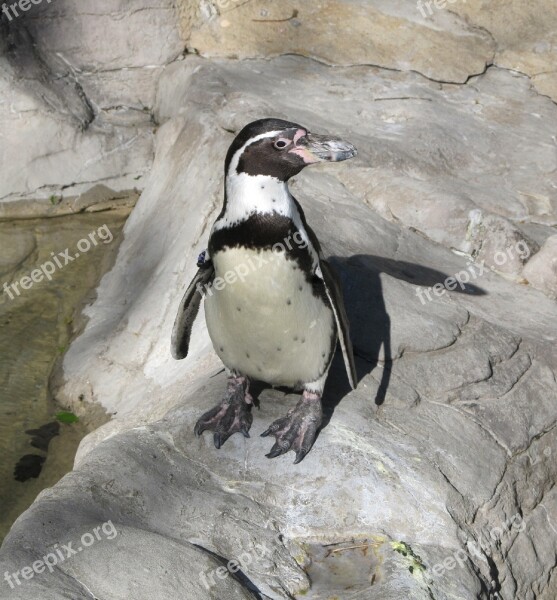 Penguin Humboldt Penguin Cute Nature Zoo