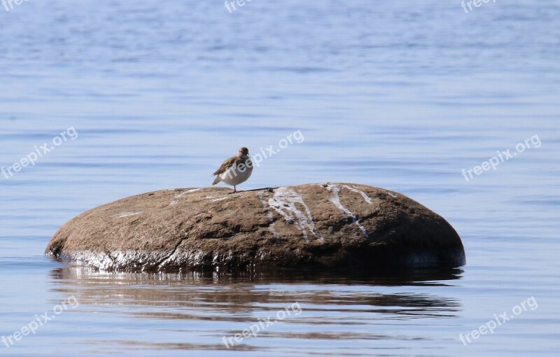 Animal Bird Common Sandpiper Actitis Hypoleucos Free Photos