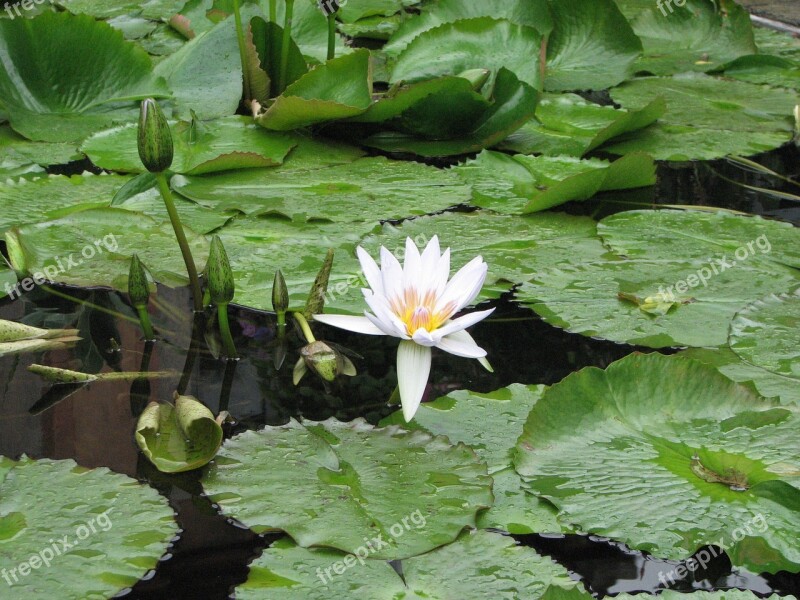 Waterlily Lily Pond Leaves Free Photos