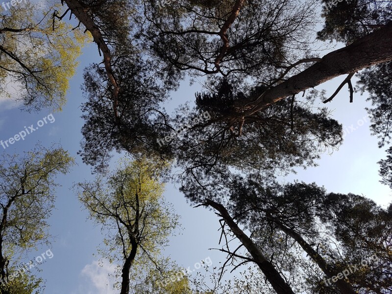 Trees Crown Aesthetic Spring Nature