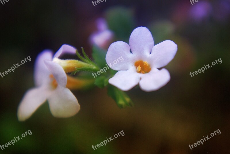 Flower Plant Blossom Bloom Garden