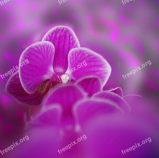 Orchid Flower Plant Purple Room Flowers