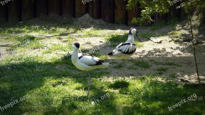 Avocet Bird Animals Water Bird Plumage