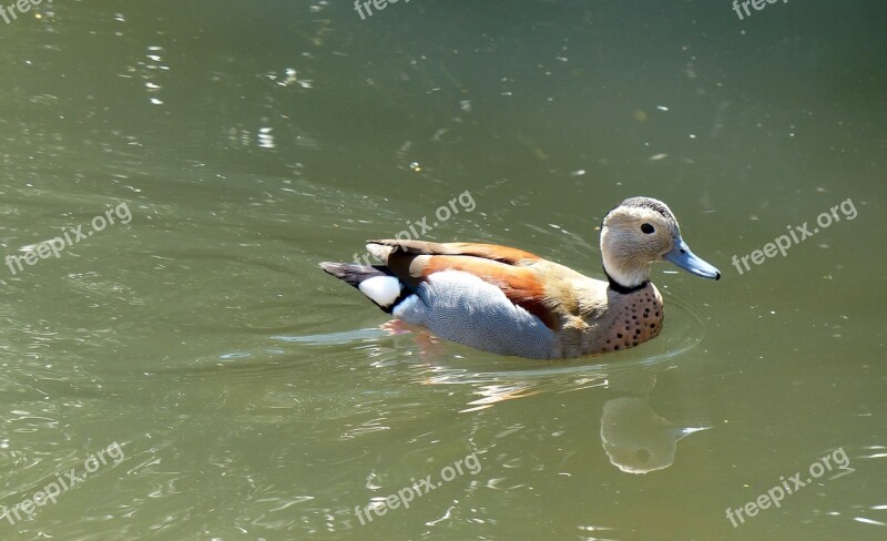 Duck Water Bird Duck Bird Animals Mandarin Ducks