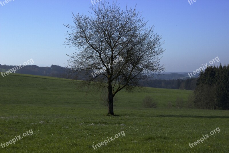 Tree Spring Nature Field Landscape