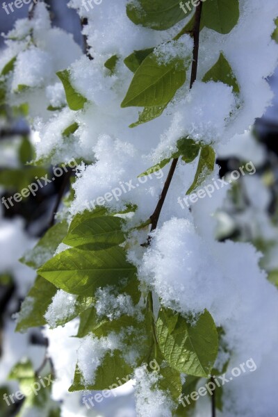 Snow In Spring Leaves Renewed Wintereinbruch Branches Snowy