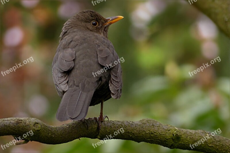 Throttle Turdus Philomelos Bird Songbird Black