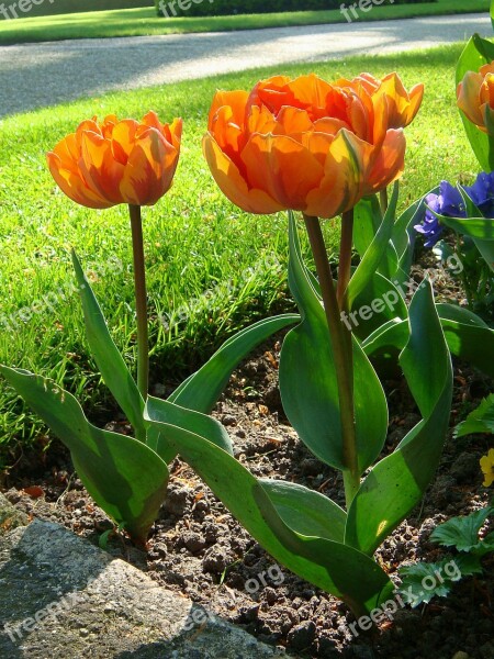 Orange Tulips Orange Flower Nature Netherlands Spring