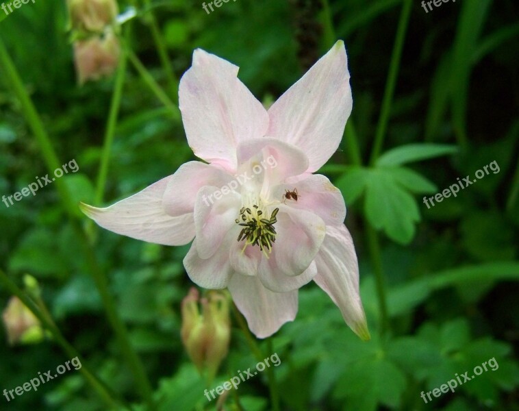 Belfry Pale Pink Spring Flower Free Photos