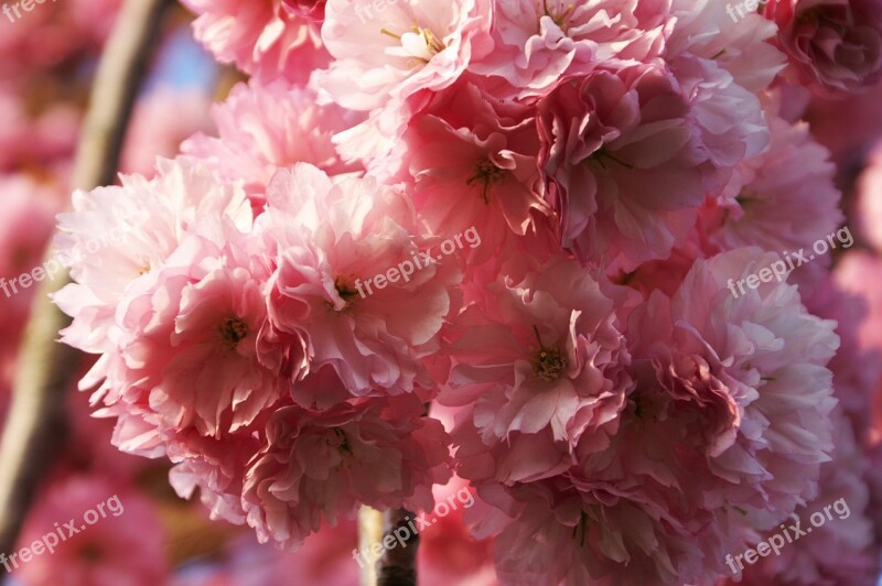 Tree Flowering Tree Spring Flowers Nature