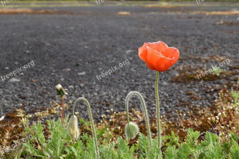 Poppy Flower Red Cup The Delicacy Free Photos