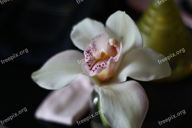 Flower Orchid Flowers White Flower Free Photos