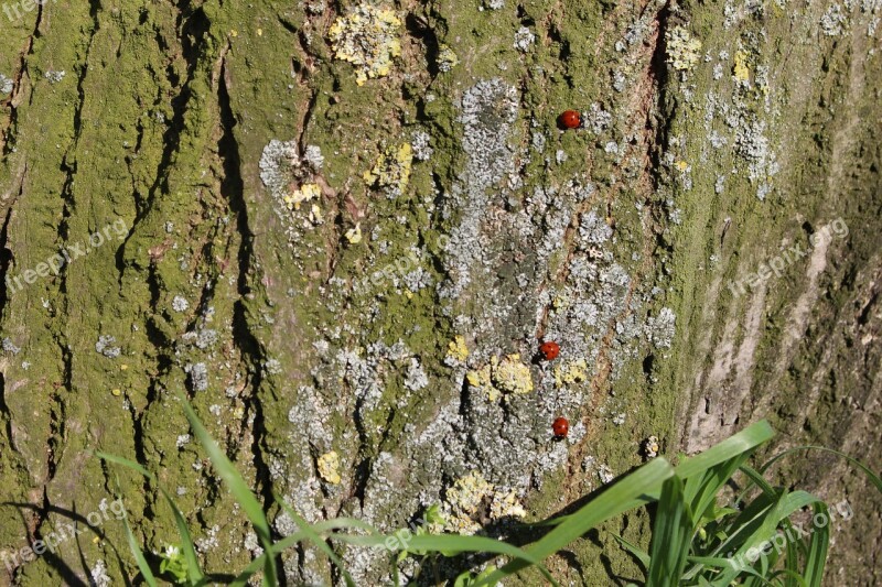 Ladybugs Tree Spring The Nature Insects