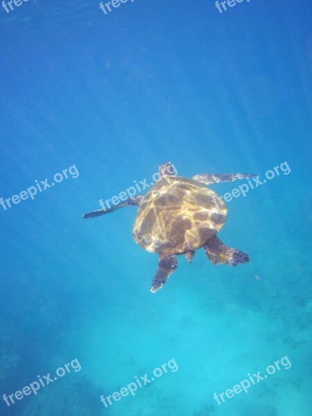 Turtle Animal Hawaii Panzer Water Turtle