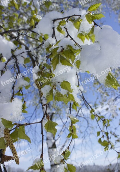 Snow In Spring Snow Spring Branch Leaves