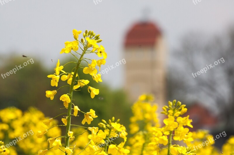 Oilseed Rape Water Tower Field Of Rapeseeds Tree Nature