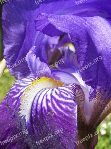 Flower Violet Iris Petals Macro