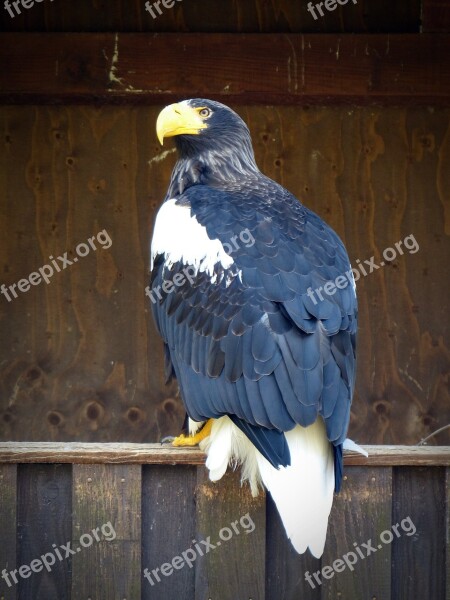 Giant Eagle Adler Bird Bird Of Prey Raptor