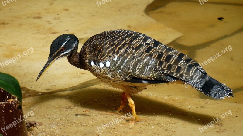 Bird Stilt Feather Plumage Water Bird