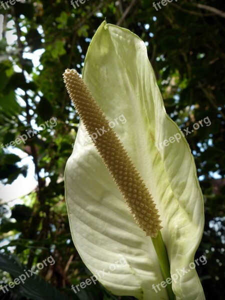 Monstera Deliciosa Plant Blossom Bloom White