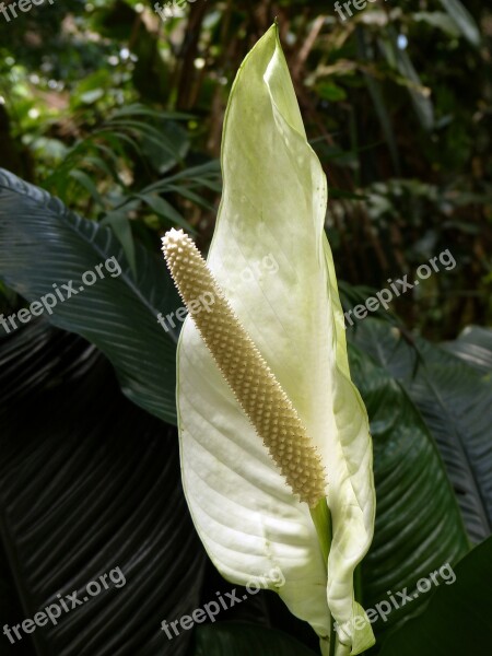 Monstera Deliciosa Plant Blossom Bloom White