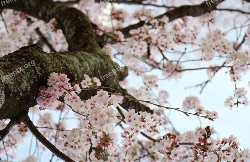 Cherry Blossom Flowers Spring White Nature