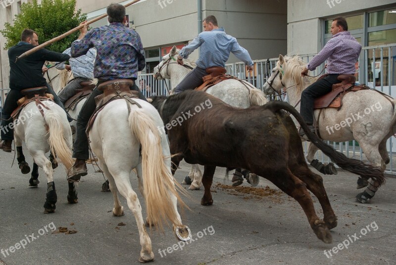 Camargue Village Festival Bull Horses Feria