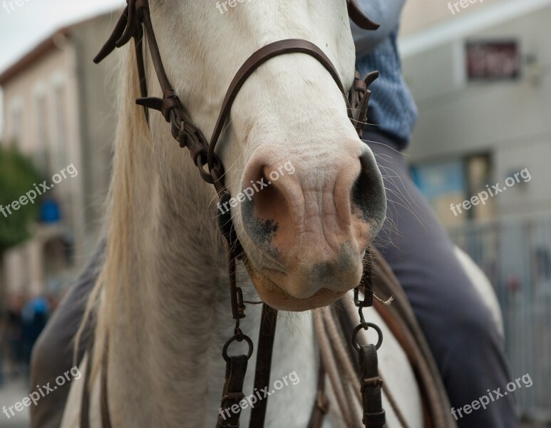 Camargue Horse Jumper Nostrils Free Photos