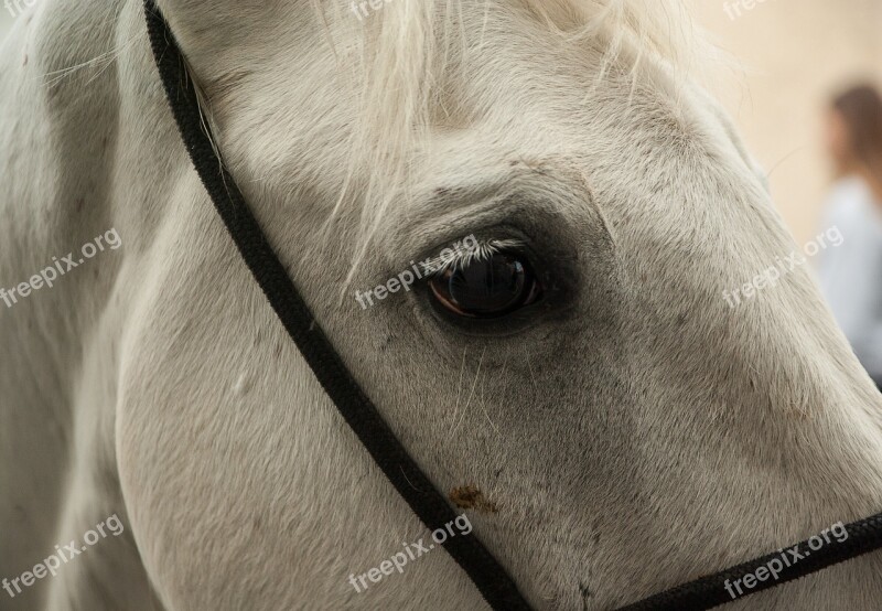 France Camargue Horse Gardian Free Photos