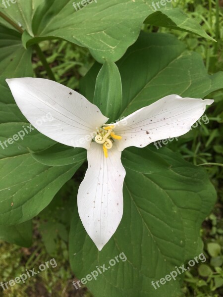 Trillium White White Flower Wildflower Springtime