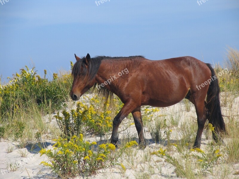 Wild Horse Assateague Island Wildlife Nature Feral