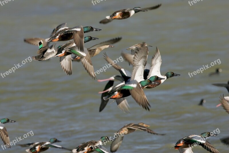 Northern Shoveler Ducks Flying Birds Wildlife Nature