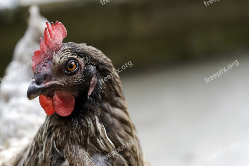 Chicken Bird Fowl Hen Poultry