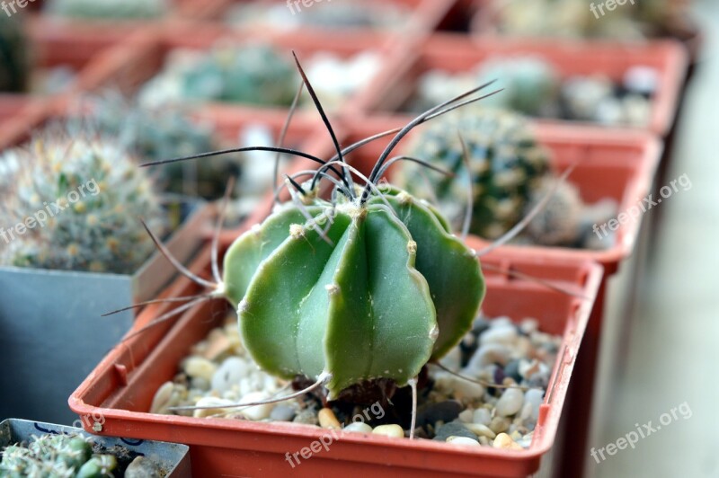 Cactus Astrophytum Succulent Astrophytum Senile Plant