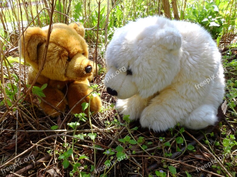 Bear Cuddly Bear Stuffed Bear Soft Toy Snuggle