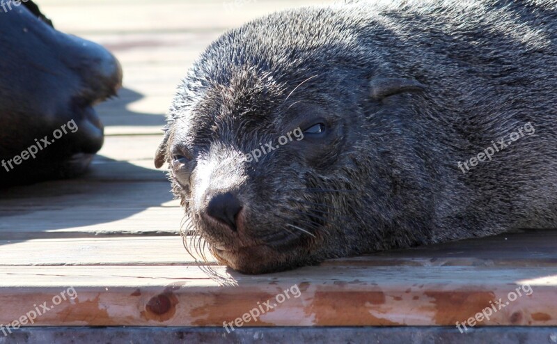 Seal Sunbathing Docks Plank Rest