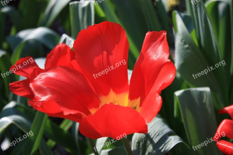 Tulip Spring Blossomed Park Red