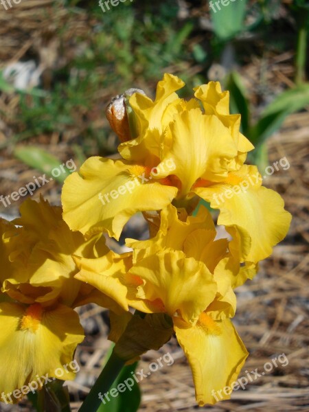 Iris Flower Nature Plant Spring