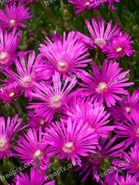 Groundcover Ice Plant Ice Plant Flower