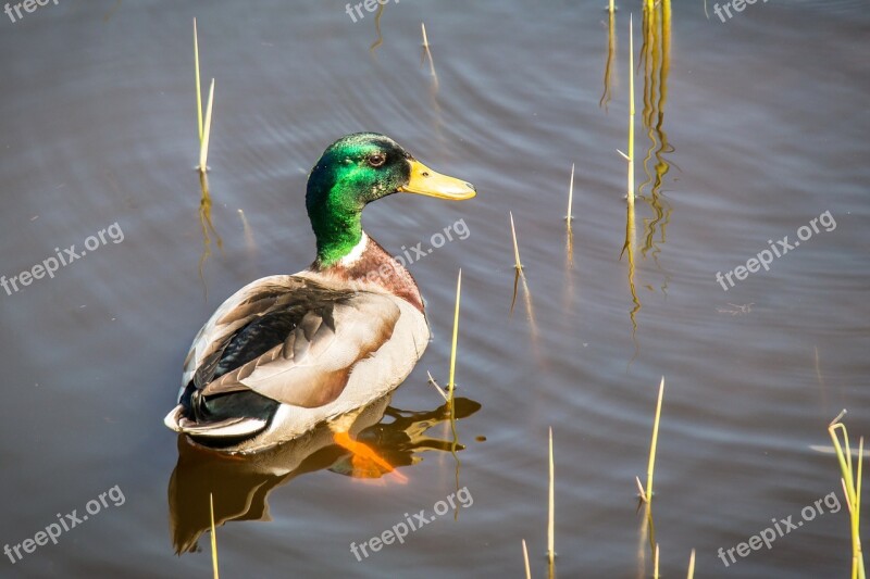 Duck Mallard Swim Bird Water