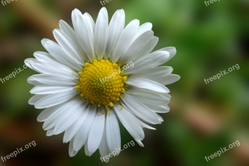 Daisy Blossom Bloom White Spring