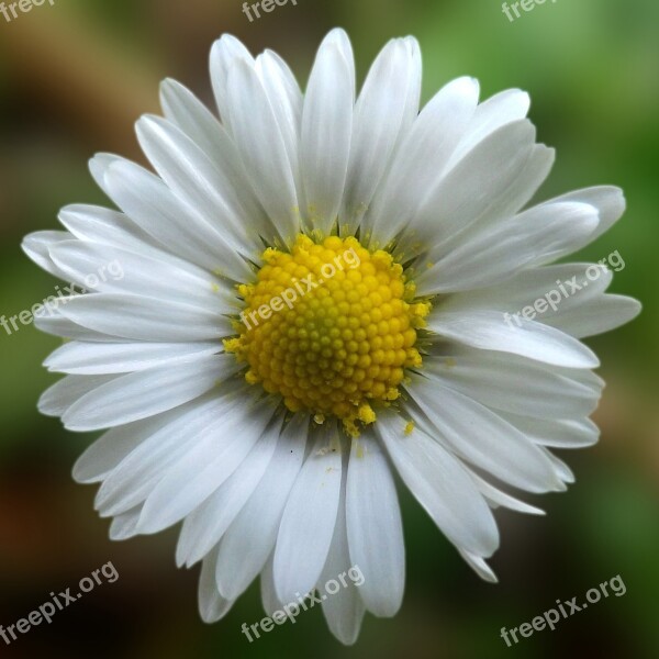 Daisy Blossom Bloom White Spring