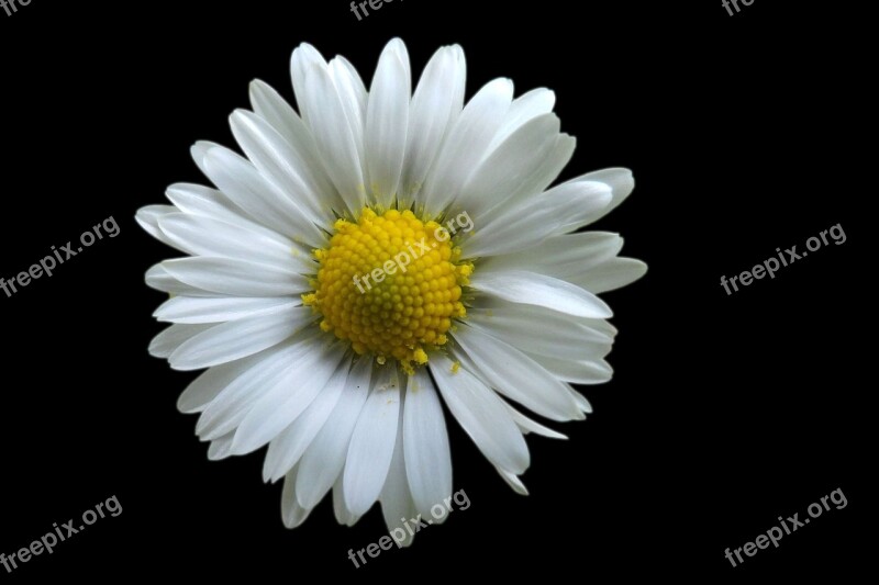 Daisy Blossom Bloom White Spring