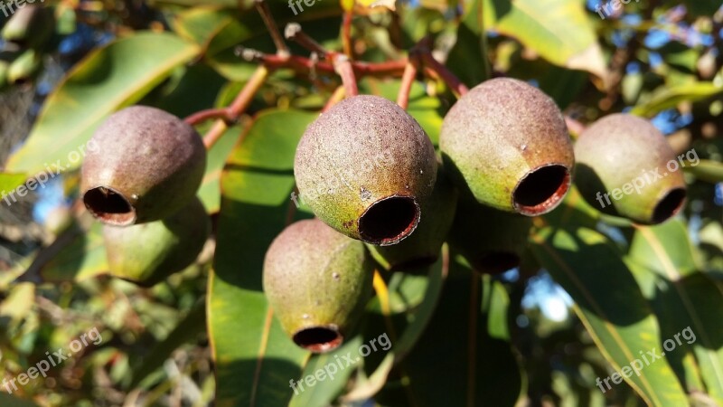 Tree Nature Eucalyptus Australia Gumtree