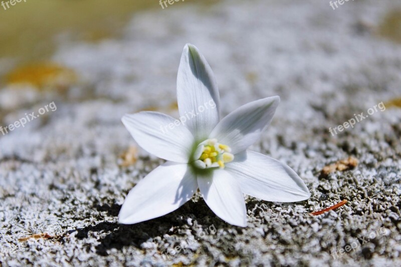 Blossom Bloom Blueme White Background