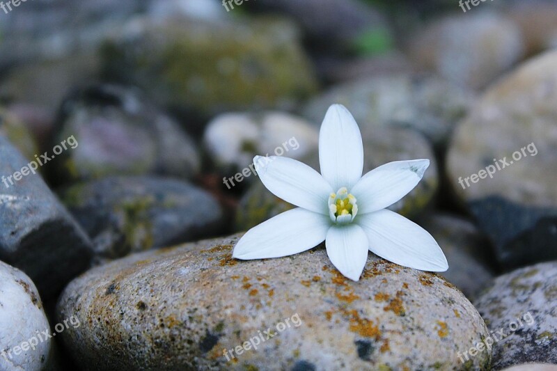 Blossom Bloom Blueme White Background