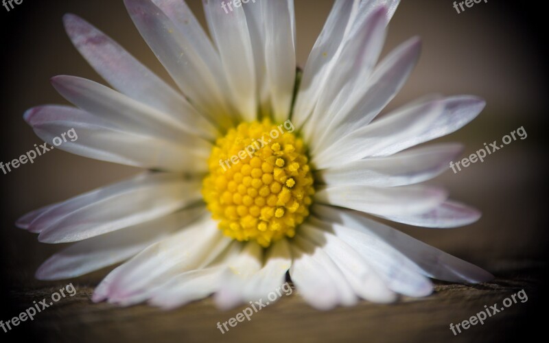 Flower Daisy Close Up Pick Flowers Wood