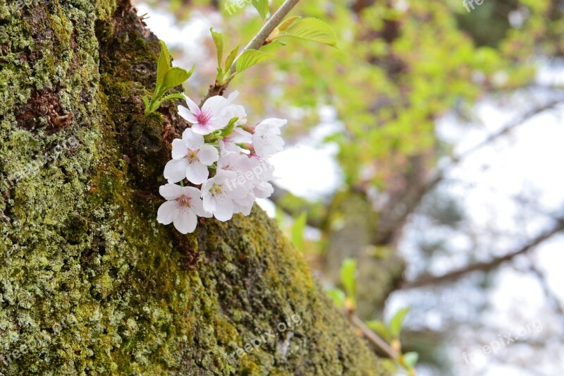 Cherry Blossoms Spring Wood Free Photos