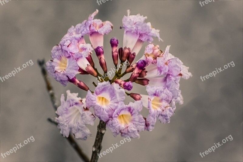 Flowers Flower Rosa Delicate Flower Spring