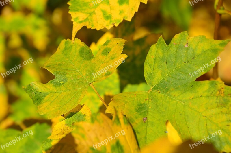 Sheet Tree Maple Autumn Branch